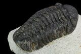 Bargain, Morocops Trilobite - Visible Eye Facets #120090-3